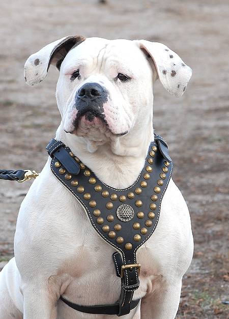 Leather Studded Harness Cane Corso Mastiff Rottweiler  