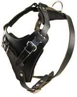 The Boss - Leather Harness