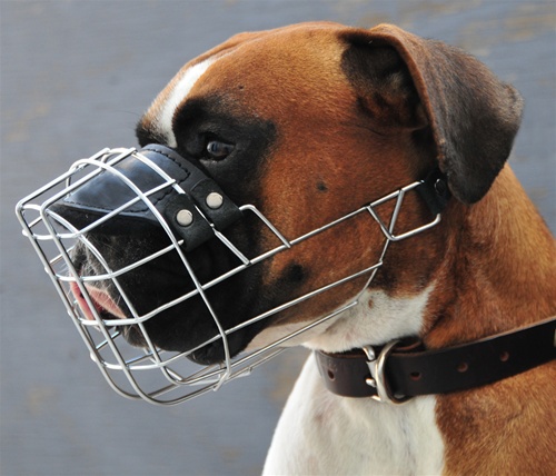 boxer dog muzzle